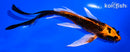 6" GINRIN ORENJI MATSUBA BUTTERFLY