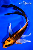 6" GINRIN ORENJI MATSUBA BUTTERFLY
