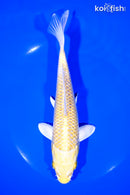 7.5" YAMABUKI OGON