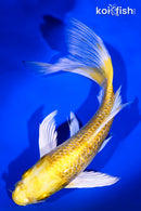 7.75" GINRIN YAMABUKI OGON BUTTERFLY