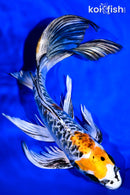 9.5" DOITSU KUJAKU BUTTERFLY