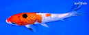 7.25" GINRIN SANKE