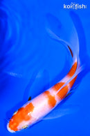 6" KOHAKU BUTTERFLY