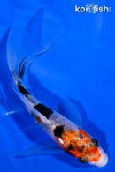 4.75" SANKE BUTTERFLY