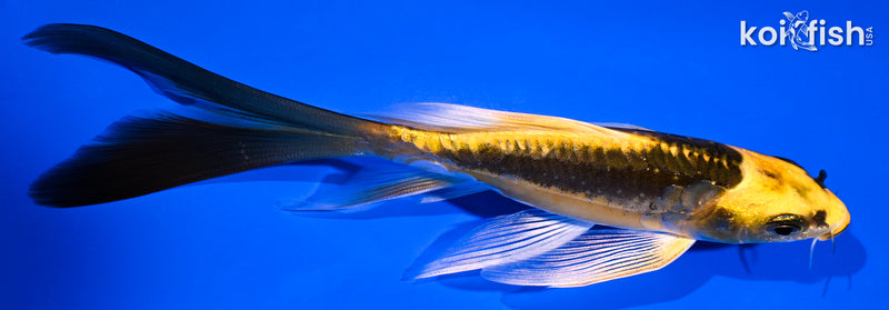 5.25" KIN KIKOKURYU BUTTERFLY