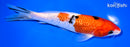 7.25" GINRIN SANKE