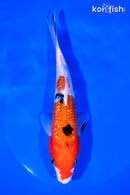 7.25" GINRIN SANKE