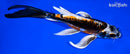 7.75" BENI KIKOKURYU BUTTERFLY