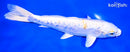 7.75" DOITSU HARIWAKE