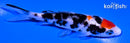 4" MARUTEN SANKE