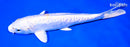 7.75" DOITSU HARIWAKE