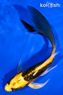 5.25" KIN KIKOKURYU BUTTERFLY