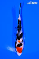4" MARUTEN SANKE