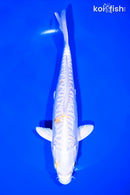 7.75" DOITSU HARIWAKE