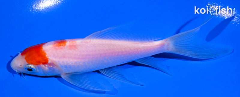 5" KOHAKU BUTTERFLY