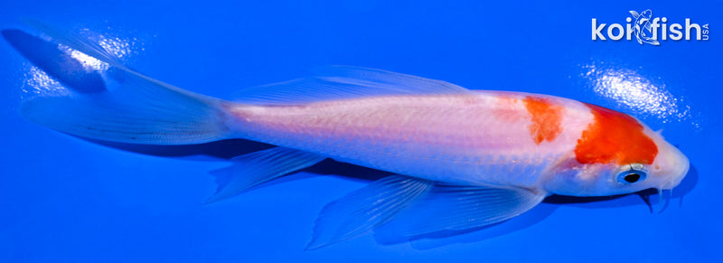 5" KOHAKU BUTTERFLY