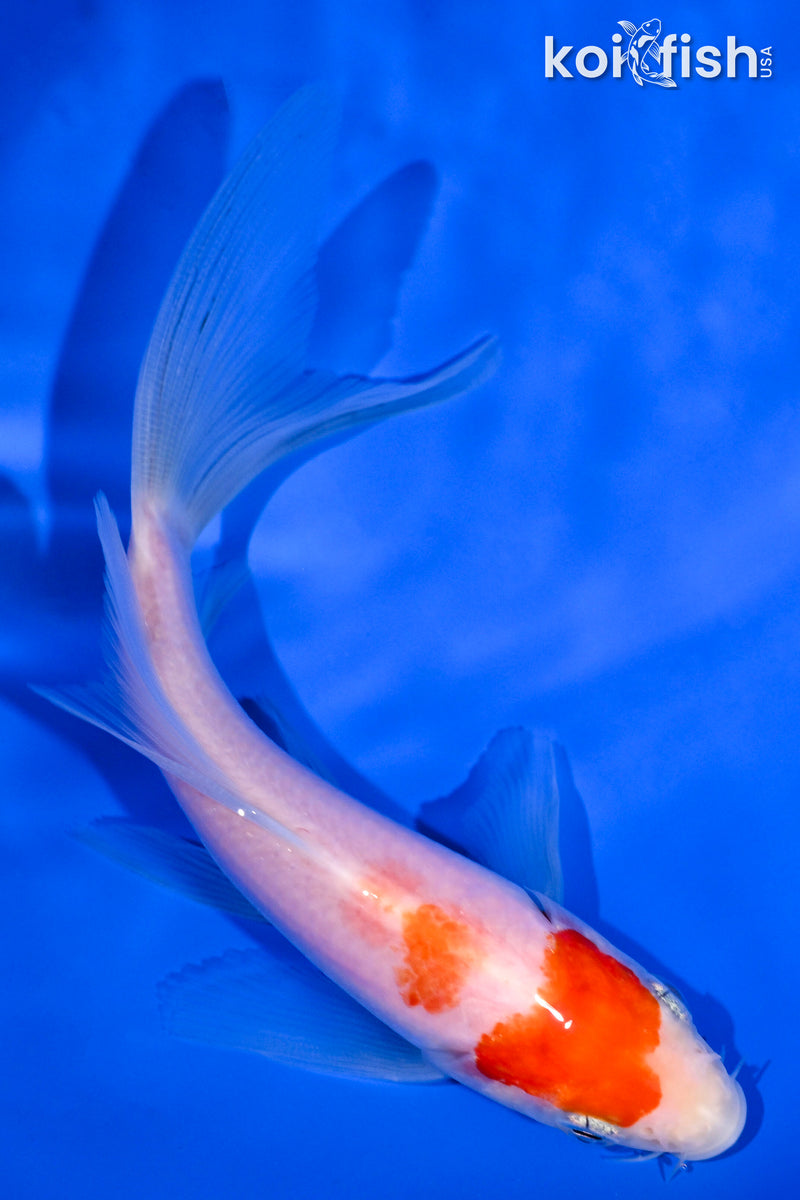 5" KOHAKU BUTTERFLY