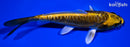 5.75" KIN KIKOKURYU