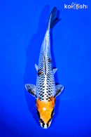 7.25" KUJAKU