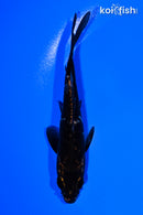 4.75" GINGA