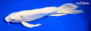 9.25" DOITSU PLATINUM OGON BUTTERFLY