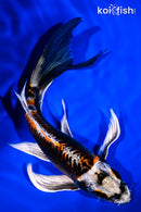 7.75" BENI KIKOKURYU BUTTERFLY