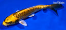 5.75" KIN KIKOKURYU