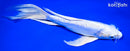 9.25" DOITSU PLATINUM OGON BUTTERFLY