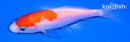 4.25" KOHAKU