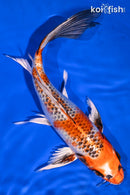 10" KUJAKU BUTTERFLY
