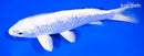 7.25" GINRIN PLLATINUM OGON