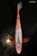 10.5" GINRIN ASAGI