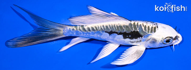 5" ARAGOKE KIKOKURYU BUTTERFLY