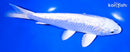 7.25" GINRIN PLLATINUM OGON