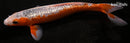 10.5" GINRIN ASAGI