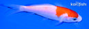 4.25" KOHAKU