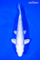 7.25" GINRIN PLLATINUM OGON