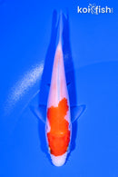 4.25" KOHAKU