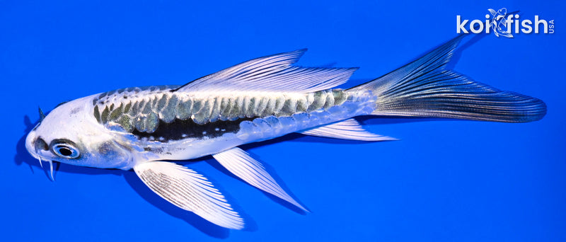 5" ARAGOKE KIKOKURYU BUTTERFLY