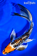 9.25" BENI KIKOKURYU BUTTERFLY