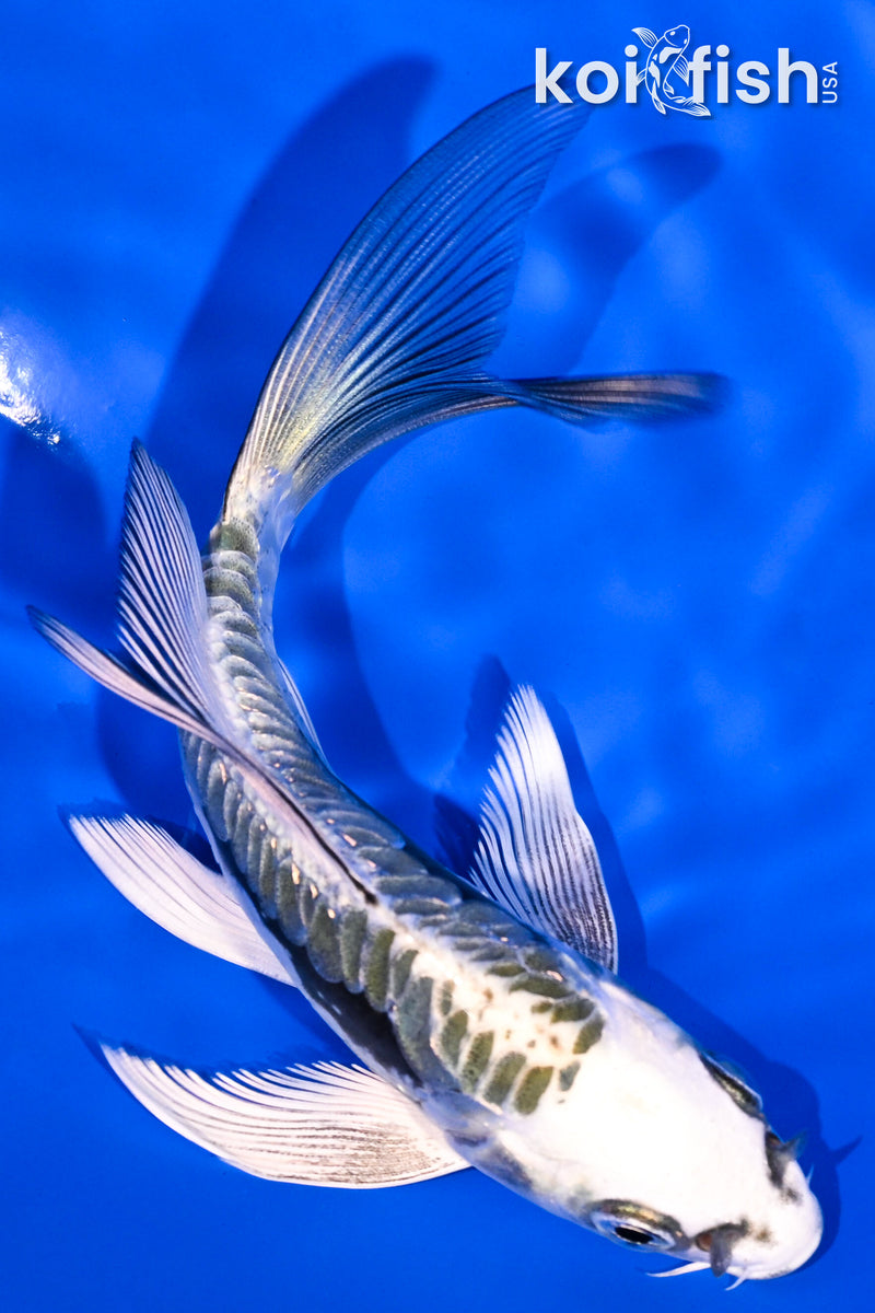 5" ARAGOKE KIKOKURYU BUTTERFLY