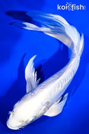 9.25" DOITSU PLATINUM OGON BUTTERFLY