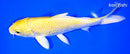 7.75" YAMABUKI OGON