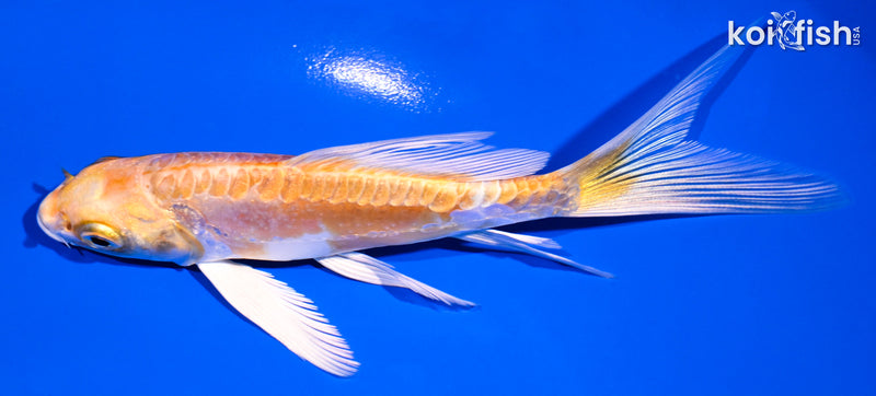 5" DOITSU GINRIN YAMABUKI OGON BUTTERFLY