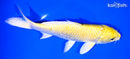 7.75" YAMABUKI OGON