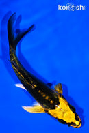 4.75" KIN KIKOKURYU BUTTERFLY