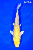 7.75" YAMABUKI OGON