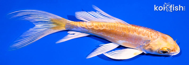 5" DOITSU GINRIN YAMABUKI OGON BUTTERFLY