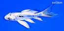 4.75" GINRIN KIKOKURYU BUTTERFLY