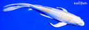 8.75" HARIWAKE BUTTERFLY